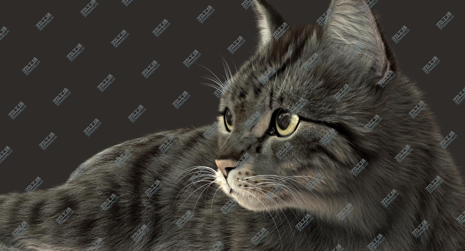 images/goods_img/2021040232/Cat (2) (Grey Tabby) (RIG) (FUR) 3D model/2.jpg